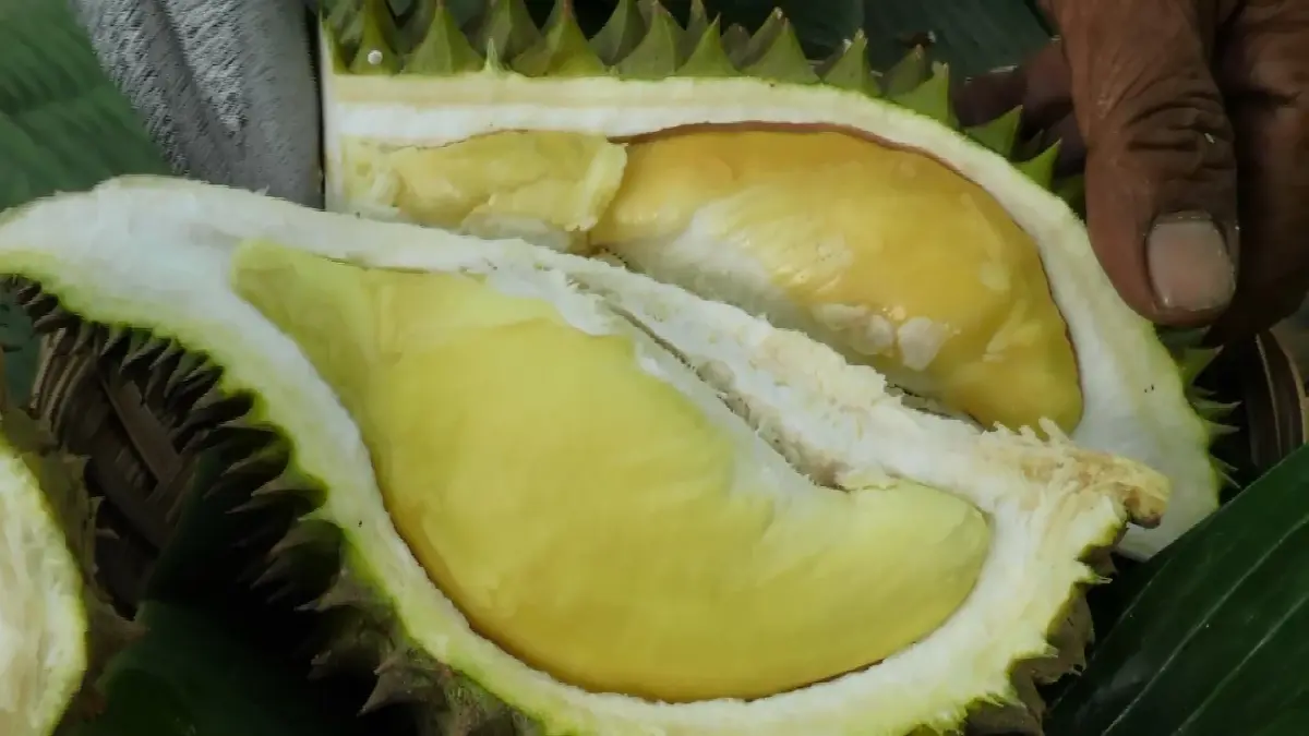 มีจริง ทุเรียนลูกละ 99 บาท หาได้ที่ไหน ไปซื้อได้ตลาดสดทั่วกรุงเทพ