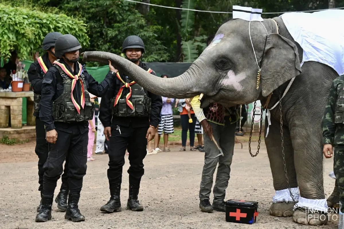 น่ารัก! น้องช้างจัดเต็ม แต่งชุดทหาร-พยาบาล ให้กำลังใจทหารชายแดน