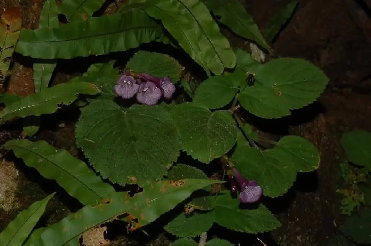 ดอกนี้หายากมาก 'ข้าวก่ำผา' endemic พบที่เดียวในโลก ประเทศไทย