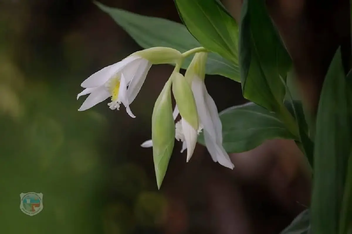 ใครอยู่เหนือบ้าง? ไปเที่ยวกัน 'ภูหินร่องกล้า' อากาศเย็นดี มีหมอก