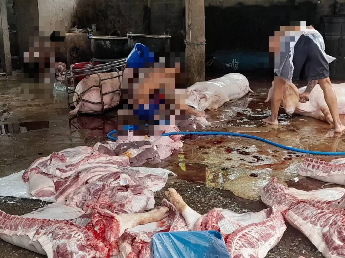 จับโรงเชือดหมูเถื่อนกลางเมืองนครสวรรค์ ยึดซากสุกรกว่า 700 กก.