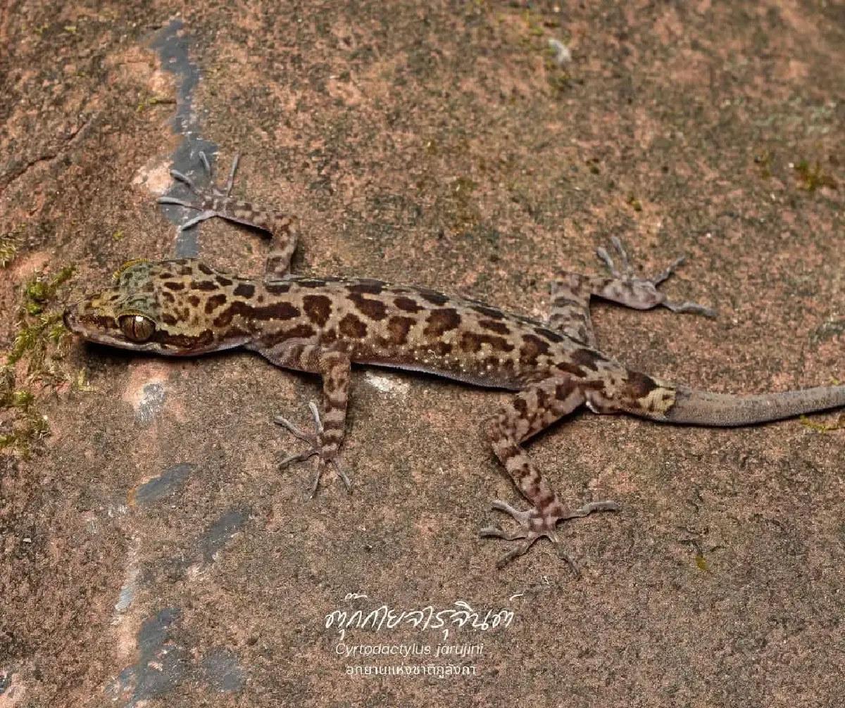 เปิดม่านปริศนา นักพรางตัวภูลังกา 'ตุ๊กกายจารุจินต์' สุดลึกลับ