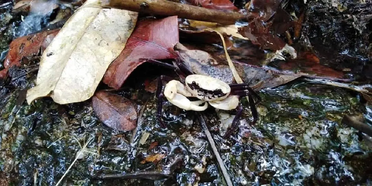 รู้จัก 'ปูเจ้าฟ้า' รูปลักษณ์สวยสะดุดตา อัญมณีแห่งผืนป่าระนอง