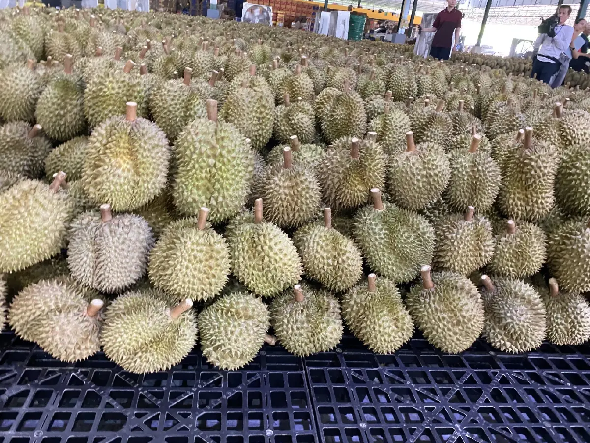 กรมส่งเสริมการค้าระหว่างประเทศ  มั่นใจ ปี 68 ไทย ส่งออก ”ทุเรียน“ ตามเป้า 1 ล้านตัน