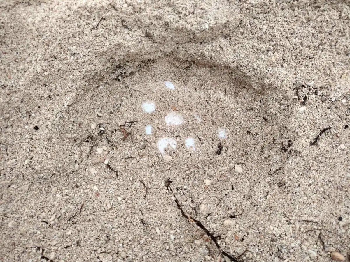 พบอีก 'เต่ากระ' วางไข่ 169 ฟอง ชายหาดเกาะทะลุ นับเป็นรังที่ 8 ของปี