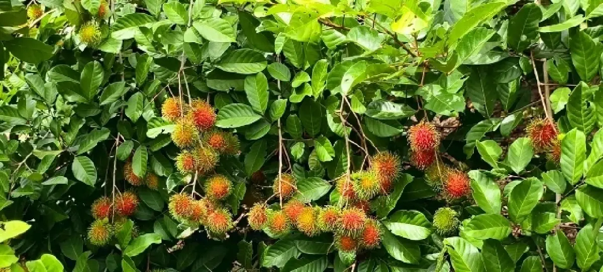 ไปให้เขากอดที่ ‘ทองผาภูมิ’ ธรรมชาติแสนงดงาม ที่ 'กาญจนบุรี'