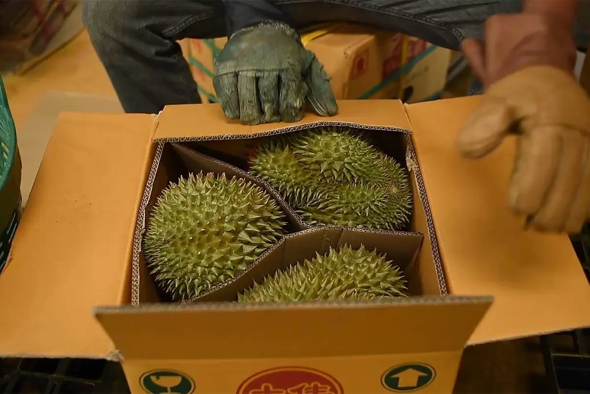 กรมวิชาการ ย้ำความปลอดภัยทุเรียน ดัน อินทผลัม-สละ เจาะตลาดจีน