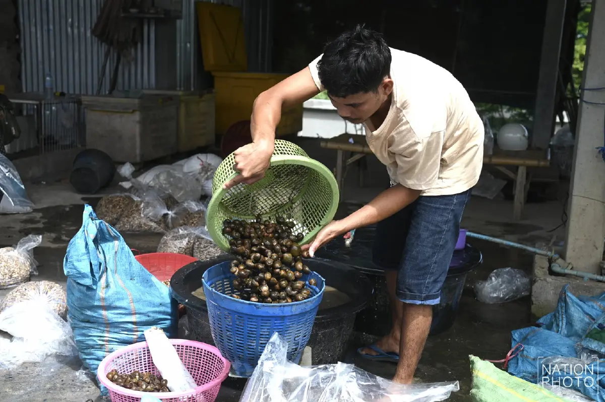 กระทบหนัก! ชาวกัมพูชาขายเห็ดได้น้อย จำกัดเวลาเปิดปิดด่าน