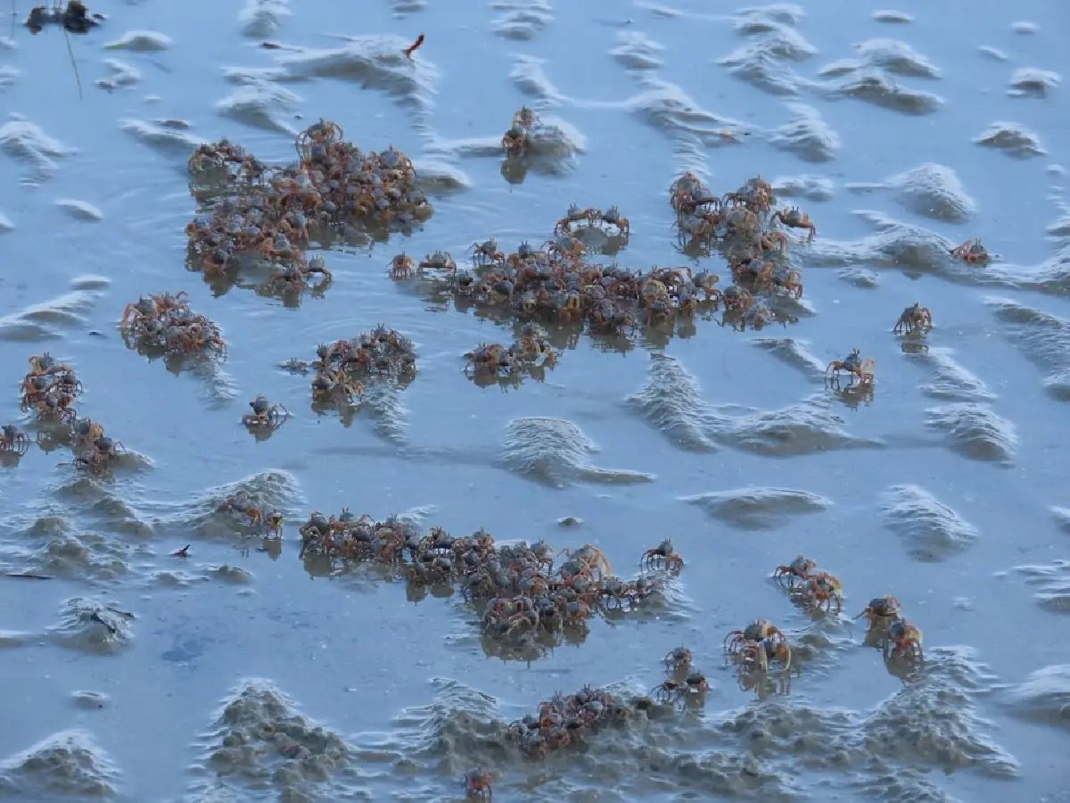 ตื่นตา 'ปูทหาร' ยกขบวนโชว์ตัวเต็มหาดเขาแบนะ อช.หาดเจ้าไหม