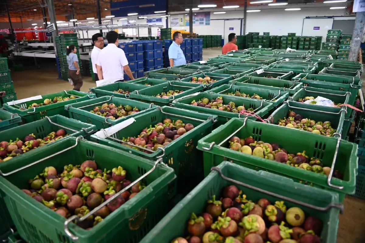 เร่งกระจายผลไม้สู่ตลาดในประเทศ รับมือปิดด่านชายแดนไทย-กัมพูชา