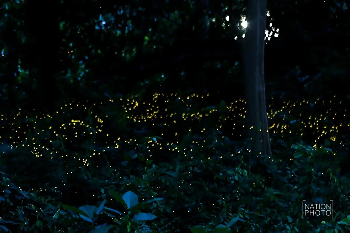 1 ปีมีครั้ง ฤดูกาลหิ่งห้อย ชมปรากฏการณ์ธรรมชาติสุดตระการตา