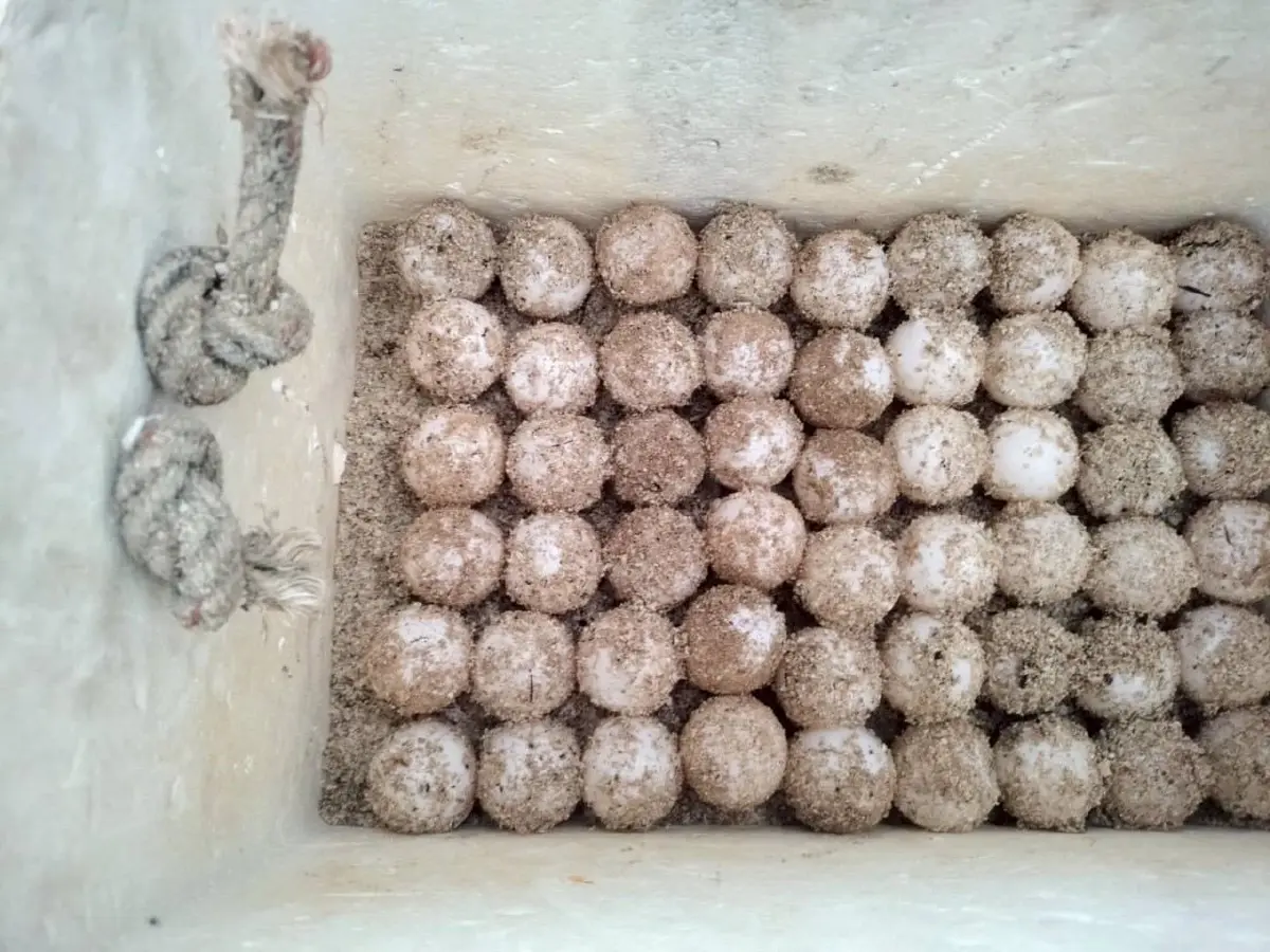 พบอีก 'เต่ากระ' วางไข่ 169 ฟอง ชายหาดเกาะทะลุ นับเป็นรังที่ 8 ของปี