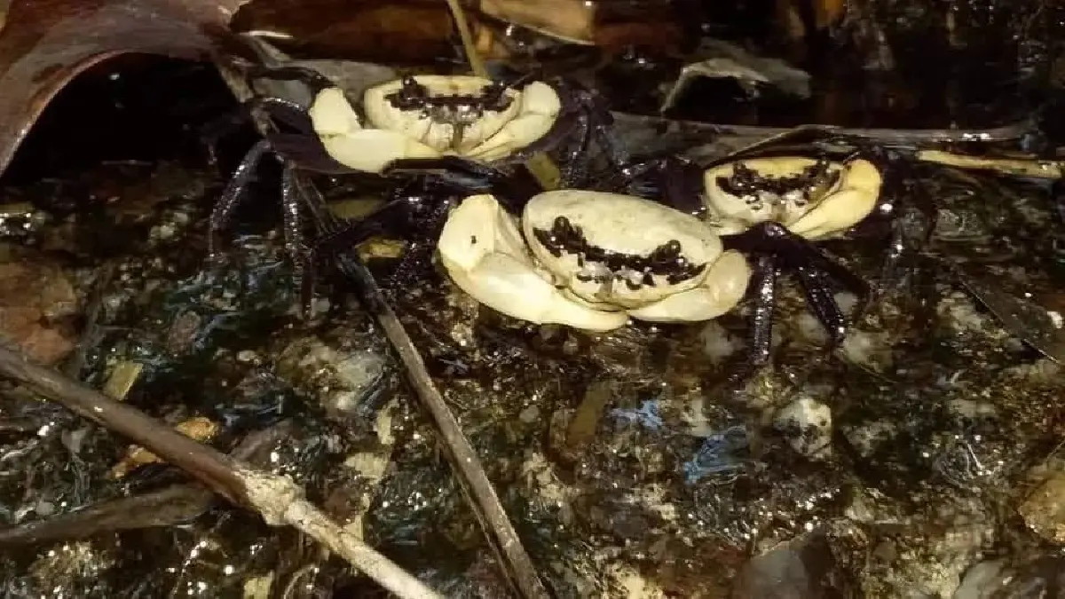 รู้จัก 'ปูเจ้าฟ้า' รูปลักษณ์สวยสะดุดตา อัญมณีแห่งผืนป่าระนอง