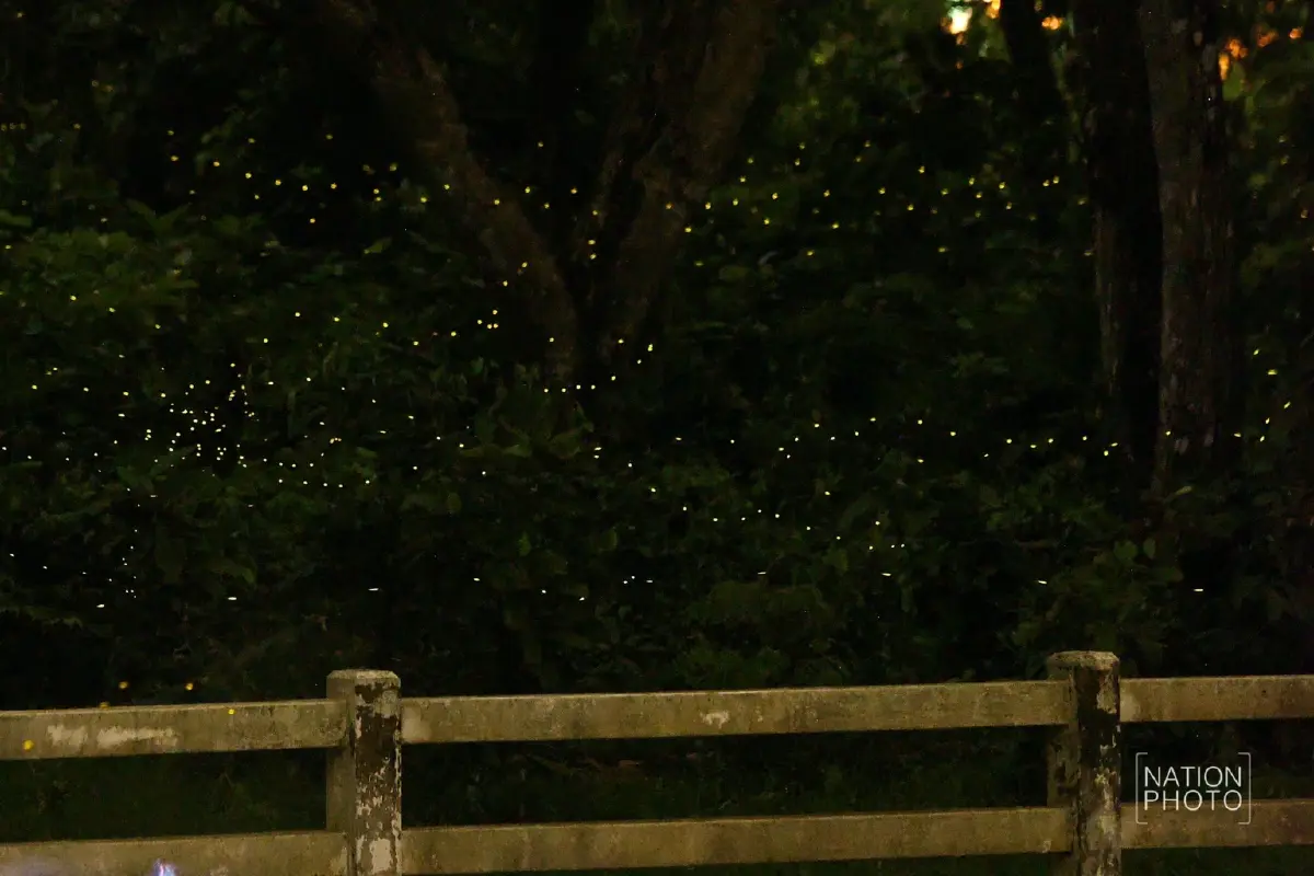 1 ปีมีครั้ง ฤดูกาลหิ่งห้อย ชมปรากฏการณ์ธรรมชาติสุดตระการตา