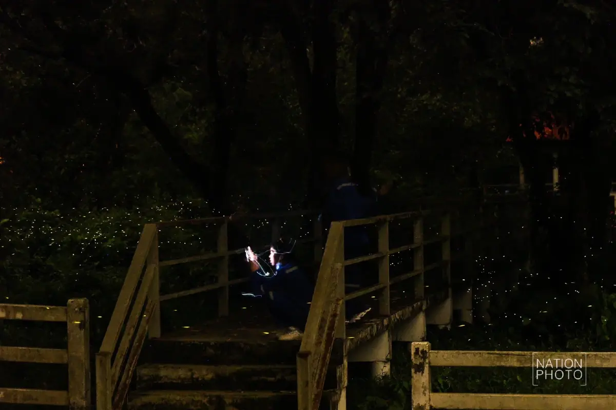 1 ปีมีครั้ง ฤดูกาลหิ่งห้อย ชมปรากฏการณ์ธรรมชาติสุดตระการตา