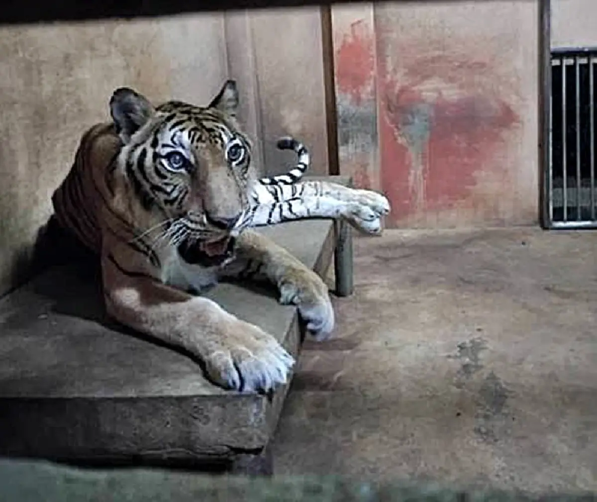 ไทยพบเสือโคร่ง ป่วยมะเร็งเต้านม กระจายปอด ช่วยชีวิต ทำเคมีบำบัด