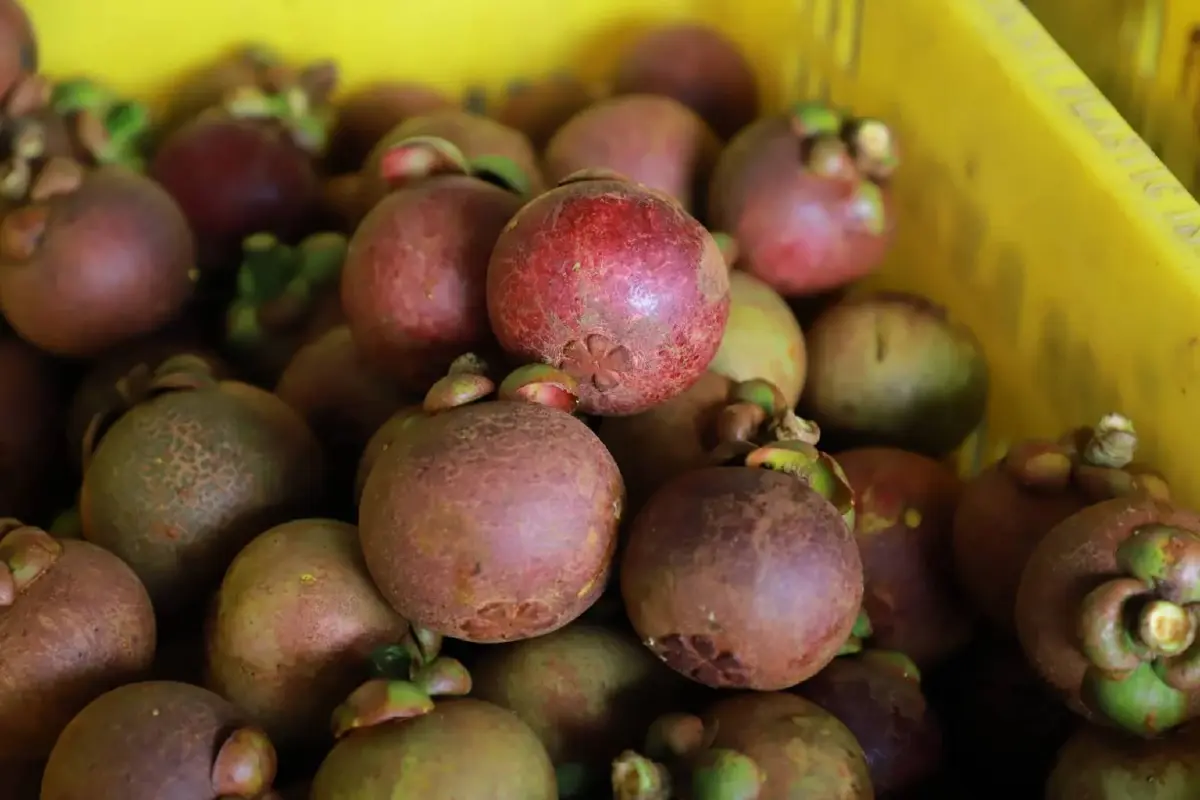 กรมส่งเสริมการเกษตร งัด 8 มาตรการคุมคุณภาพผลไม้ ภาคเหนือ ใต้ ปี68