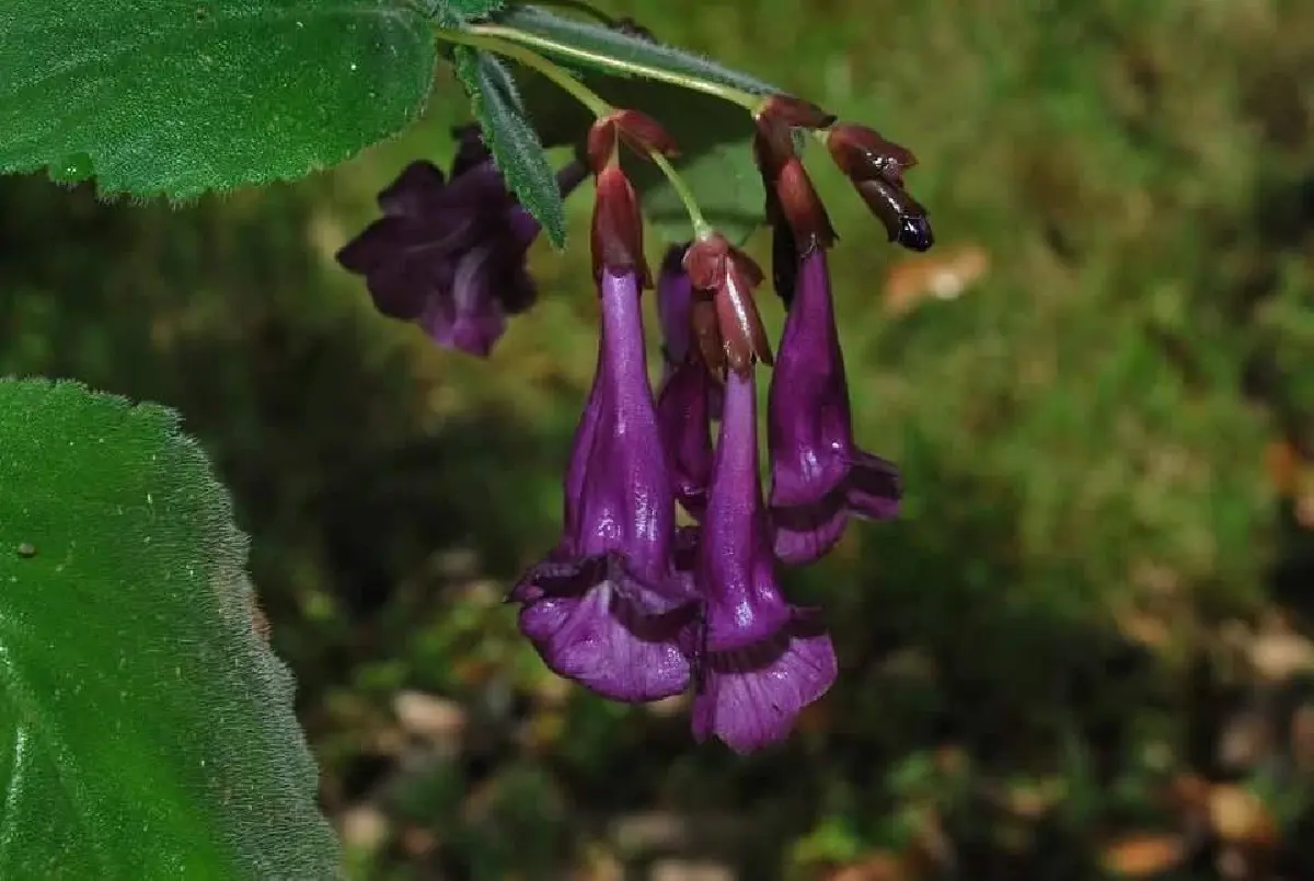 ดอกนี้หายากมาก 'ข้าวก่ำผา' endemic พบที่เดียวในโลก ประเทศไทย