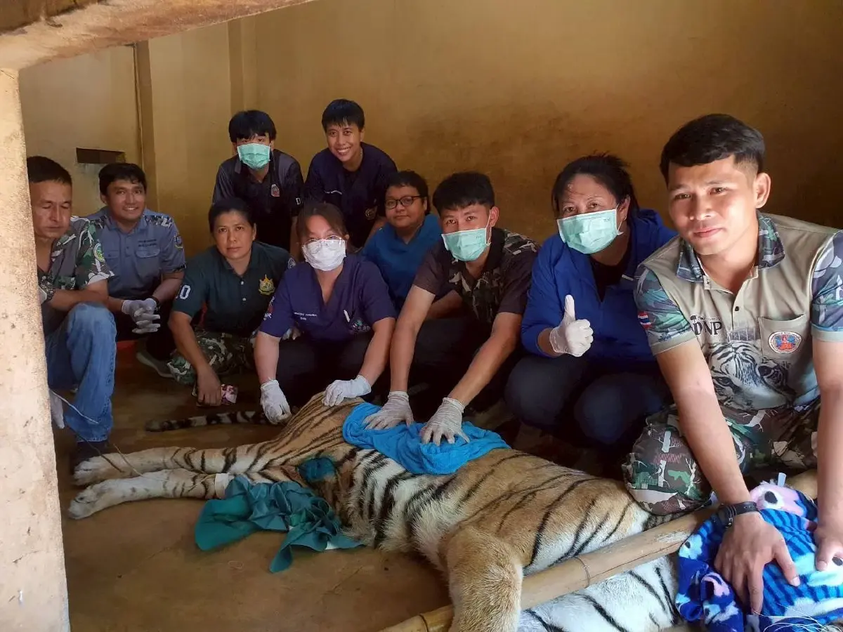 ไทยพบเสือโคร่ง ป่วยมะเร็งเต้านม กระจายปอด ช่วยชีวิต ทำเคมีบำบัด