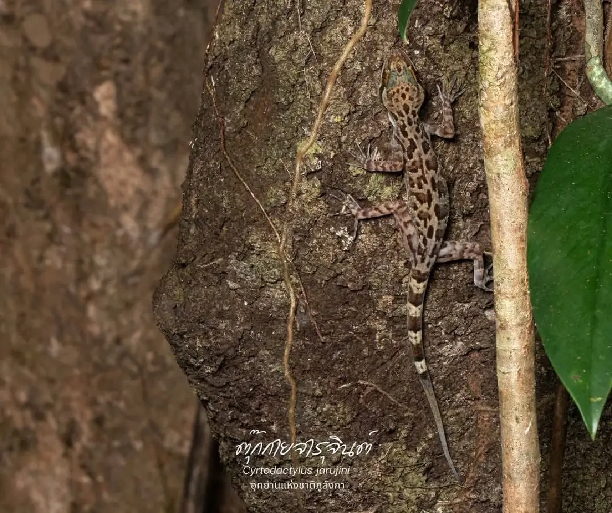 เปิดม่านปริศนา นักพรางตัวภูลังกา 'ตุ๊กกายจารุจินต์' สุดลึกลับ