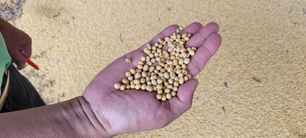 กองทุนเอฟทีเอ  หนุนผลิตถั่วเหลืองอินทรีย์–แฟร์เทรด ศรีสะเกษ