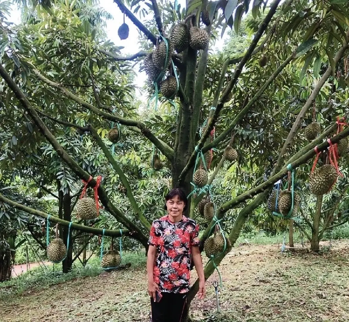 ดัน ‘ทุเรียนดอยขะม้อ’ ลำพูน สร้างอัตลักษณ์พื้นที่ ดึงท่องเที่ยว