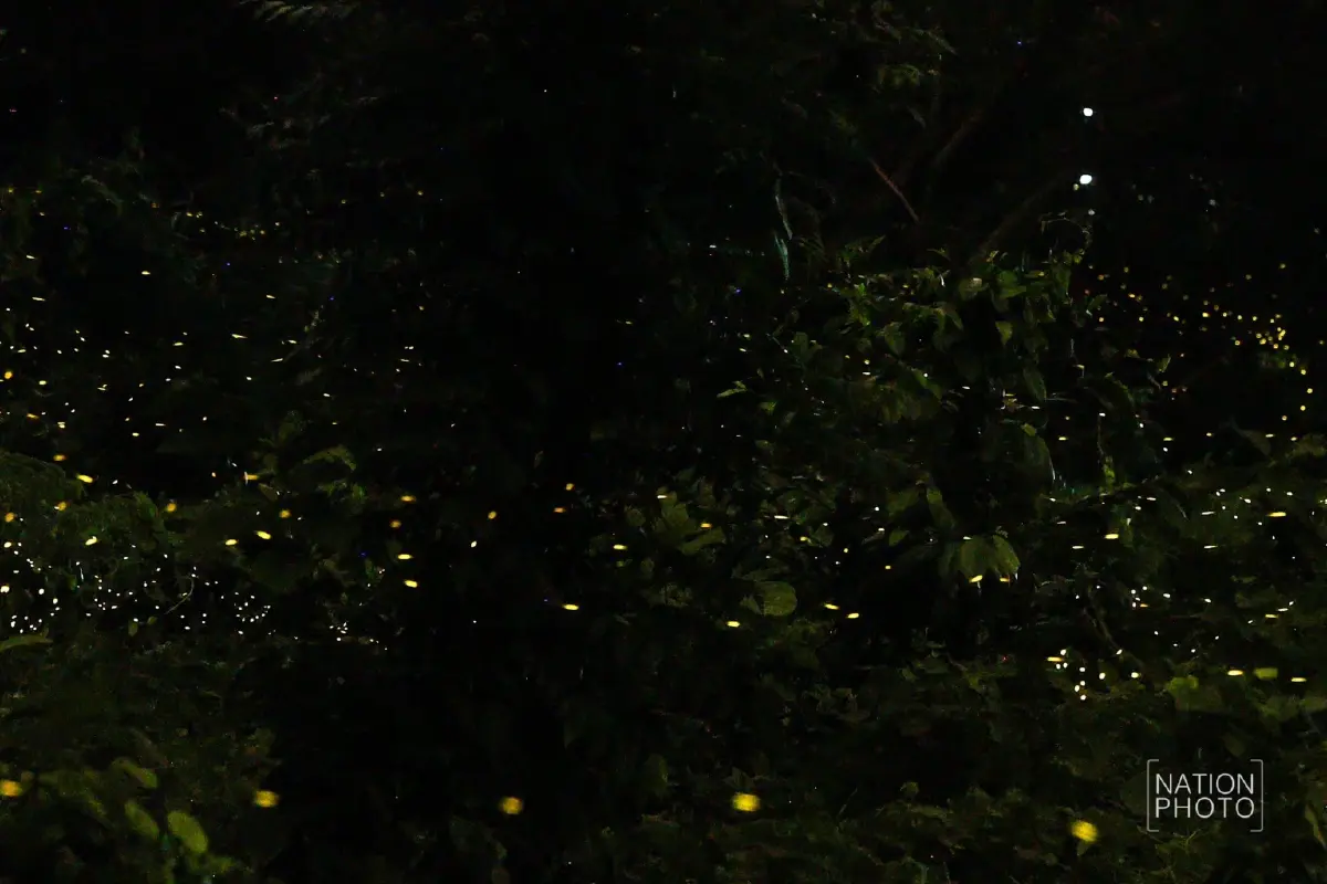 1 ปีมีครั้ง ฤดูกาลหิ่งห้อย ชมปรากฏการณ์ธรรมชาติสุดตระการตา