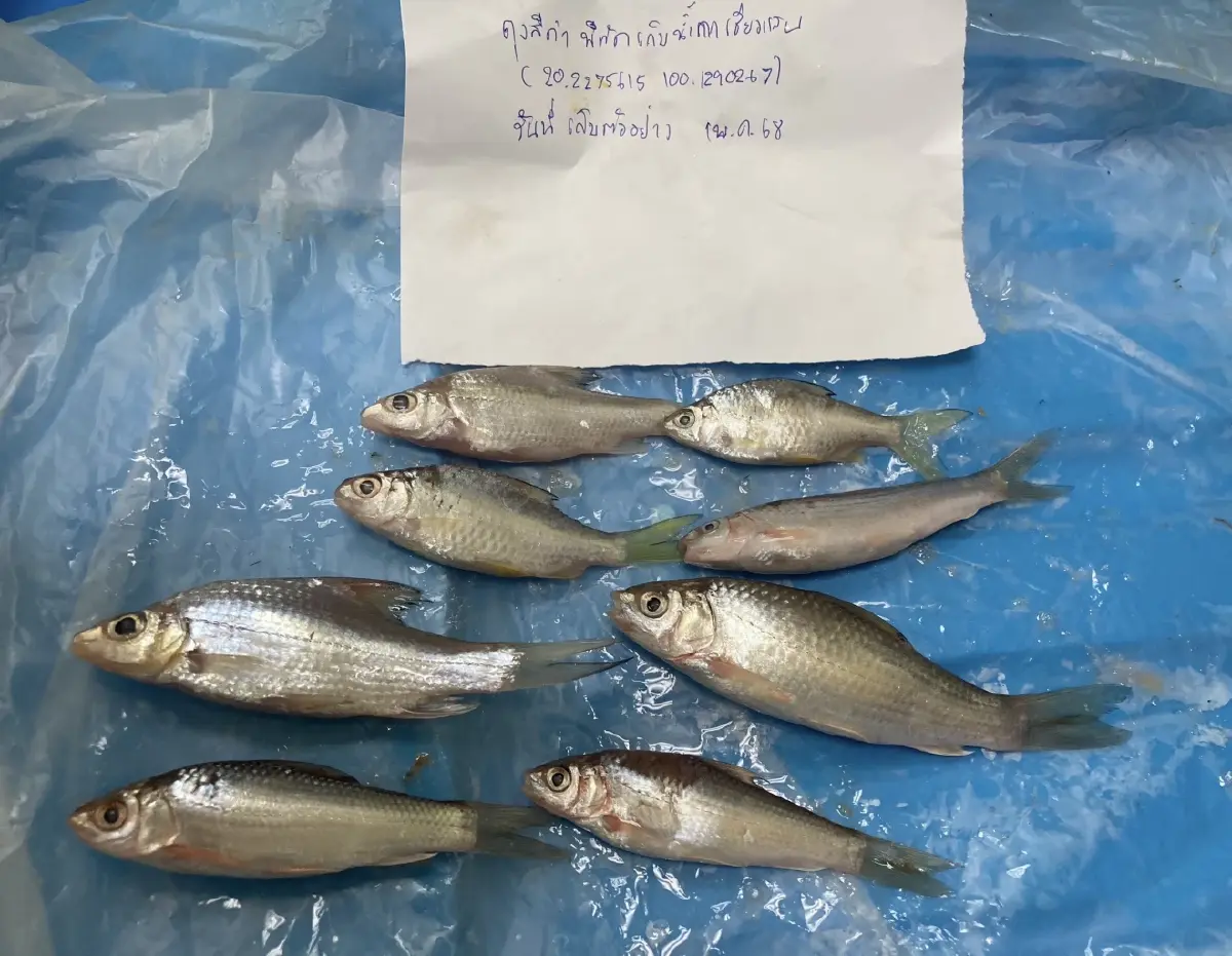 กรมประมงลุย ตรวจสารปนเปื้อนสัตว์น้ำในแม่น้ำสาย - แม่น้ำกก