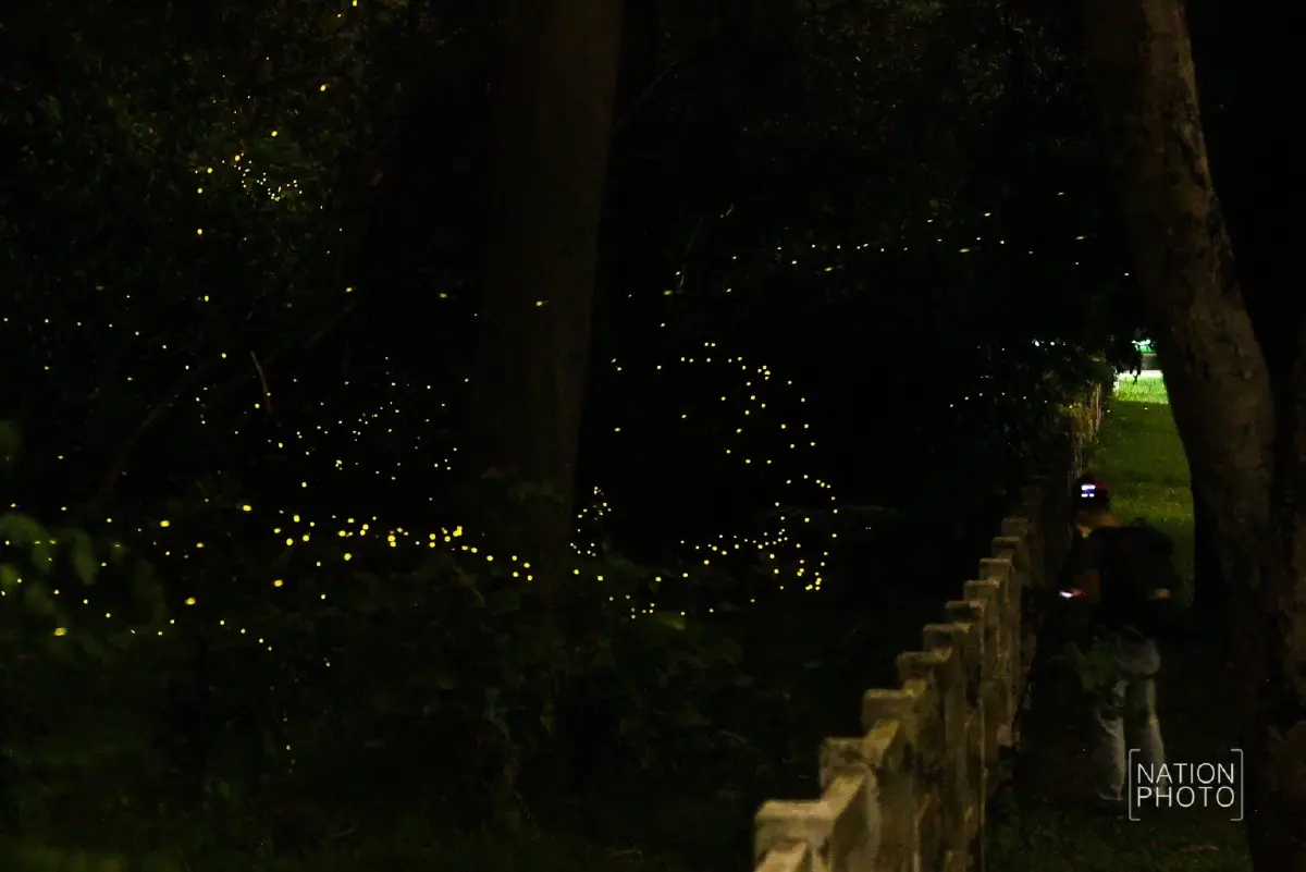 1 ปีมีครั้ง ฤดูกาลหิ่งห้อย ชมปรากฏการณ์ธรรมชาติสุดตระการตา