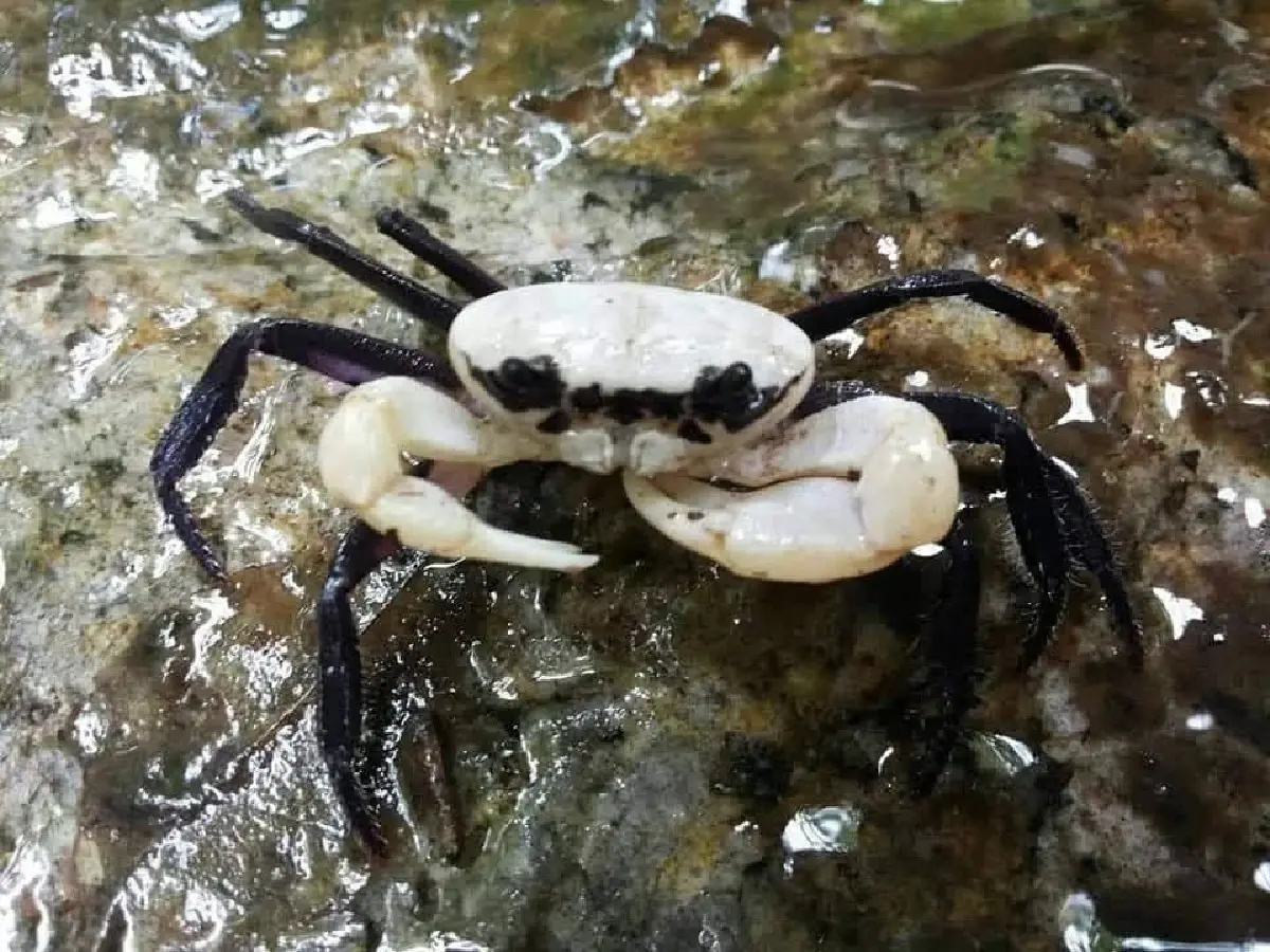 รู้จัก 'ปูเจ้าฟ้า' รูปลักษณ์สวยสะดุดตา อัญมณีแห่งผืนป่าระนอง