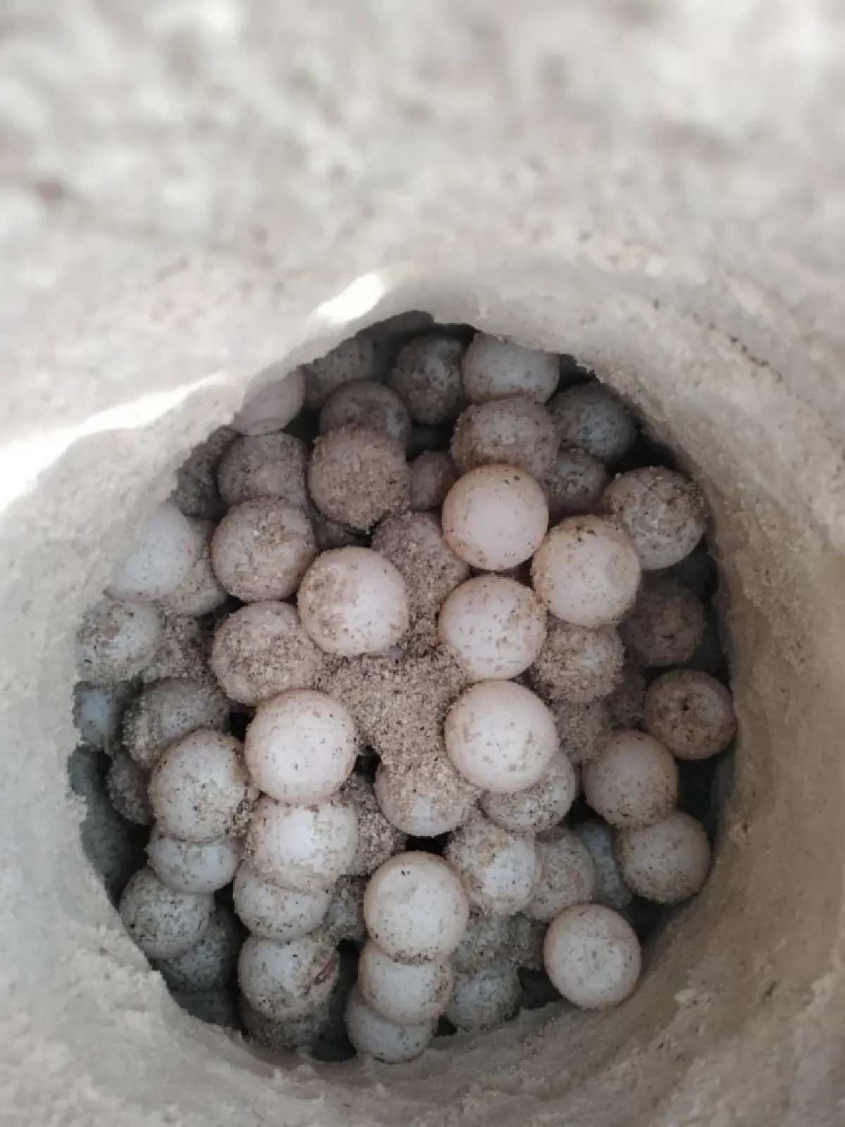 พบอีก 'เต่ากระ' วางไข่ 169 ฟอง ชายหาดเกาะทะลุ นับเป็นรังที่ 8 ของปี