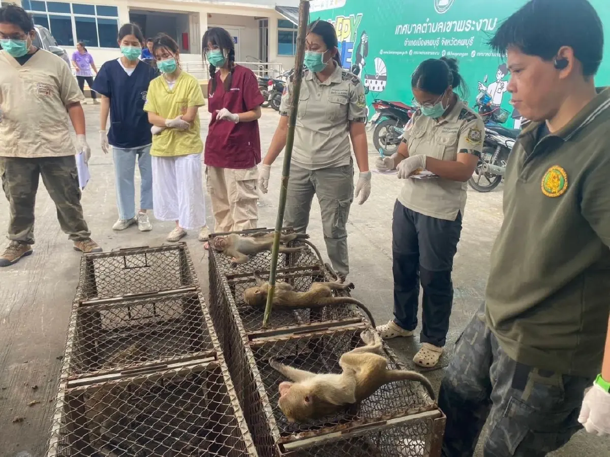 \'กรมอุทยานฯ\' ชูโมเดลแก้ปัญหาวิกฤติลิงสำเร็จ พร้อมขยายผลทั่วประเทศ