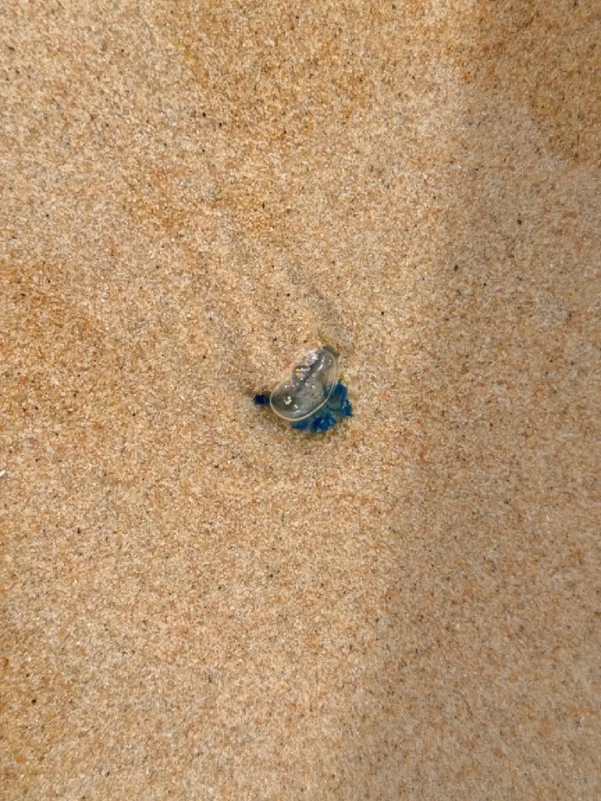 แมงกะพรุนหัวขวด โผล่เกลื่อนหาดภูเก็ต นักท่องเที่ยวต้องระวัง