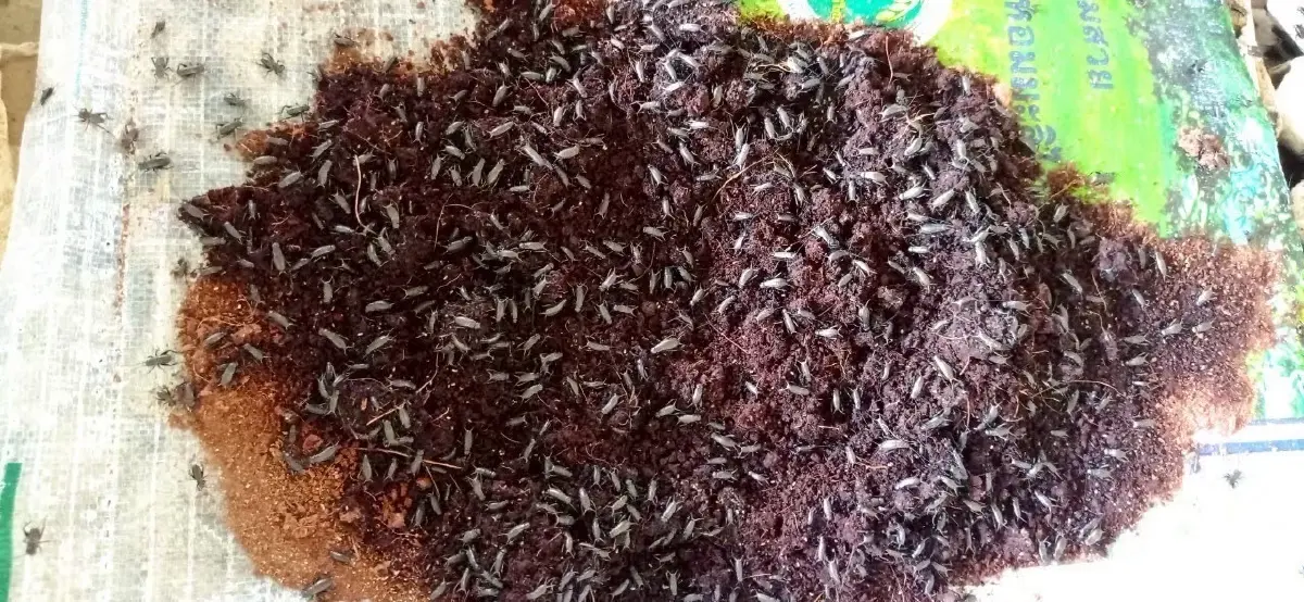 กระทรวงเกษตรฯ หนุน เกษตรกรสร้างรายได้จากสมุนไพร แมลงเศรษฐกิจ