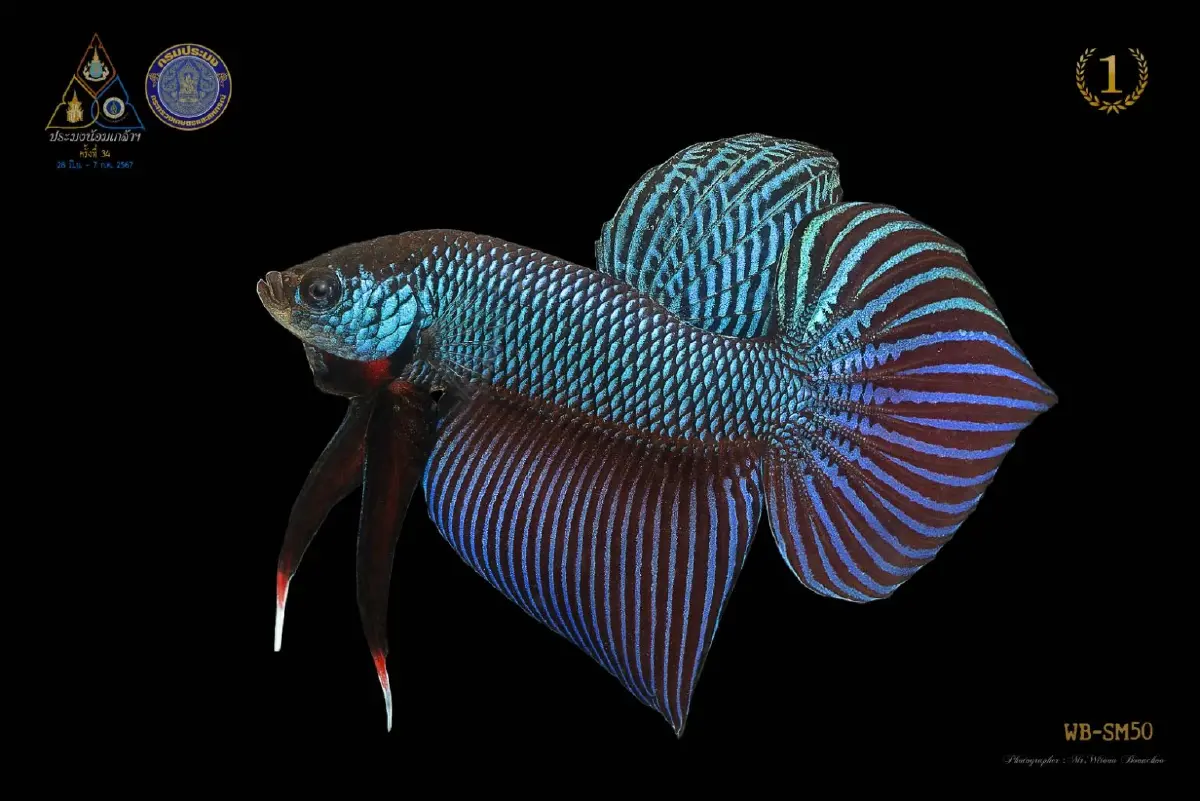 กรมประมง ดันส่งออกปลากัดไทย เป้าผู้นำการผลิตและการค้าปลาสวยงาม