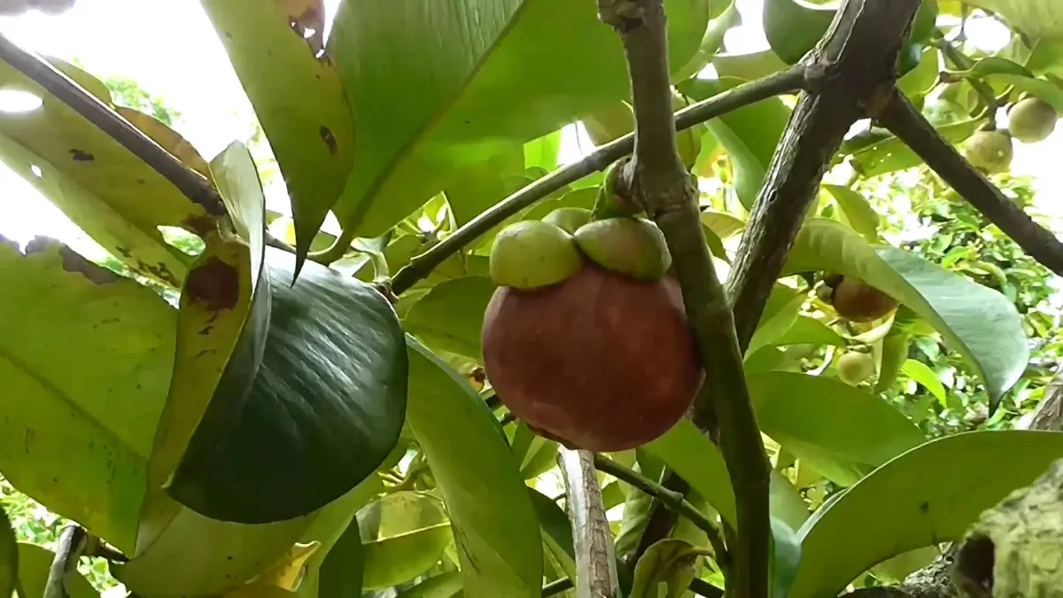 มีรายได้เพิ่ม เมนูเด็ด 'มังคุดไทย' ทำกินเองก็ฟิน เป็นอาชีพ ทำขาย