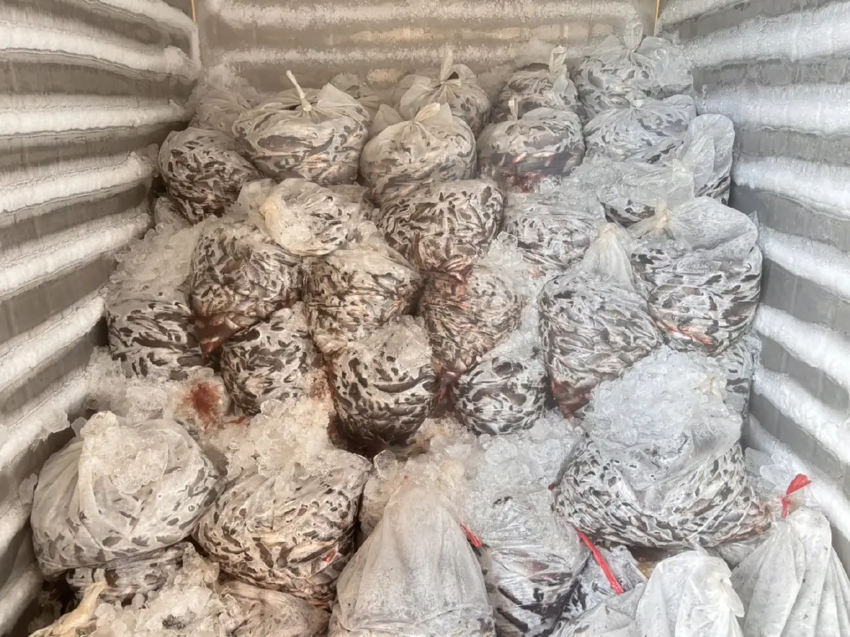 กรมประมง ขยายโควตา รับซื้อปลาหมอคางดำ 6 แสนกก.ในเดือน ก.ค.  นี้