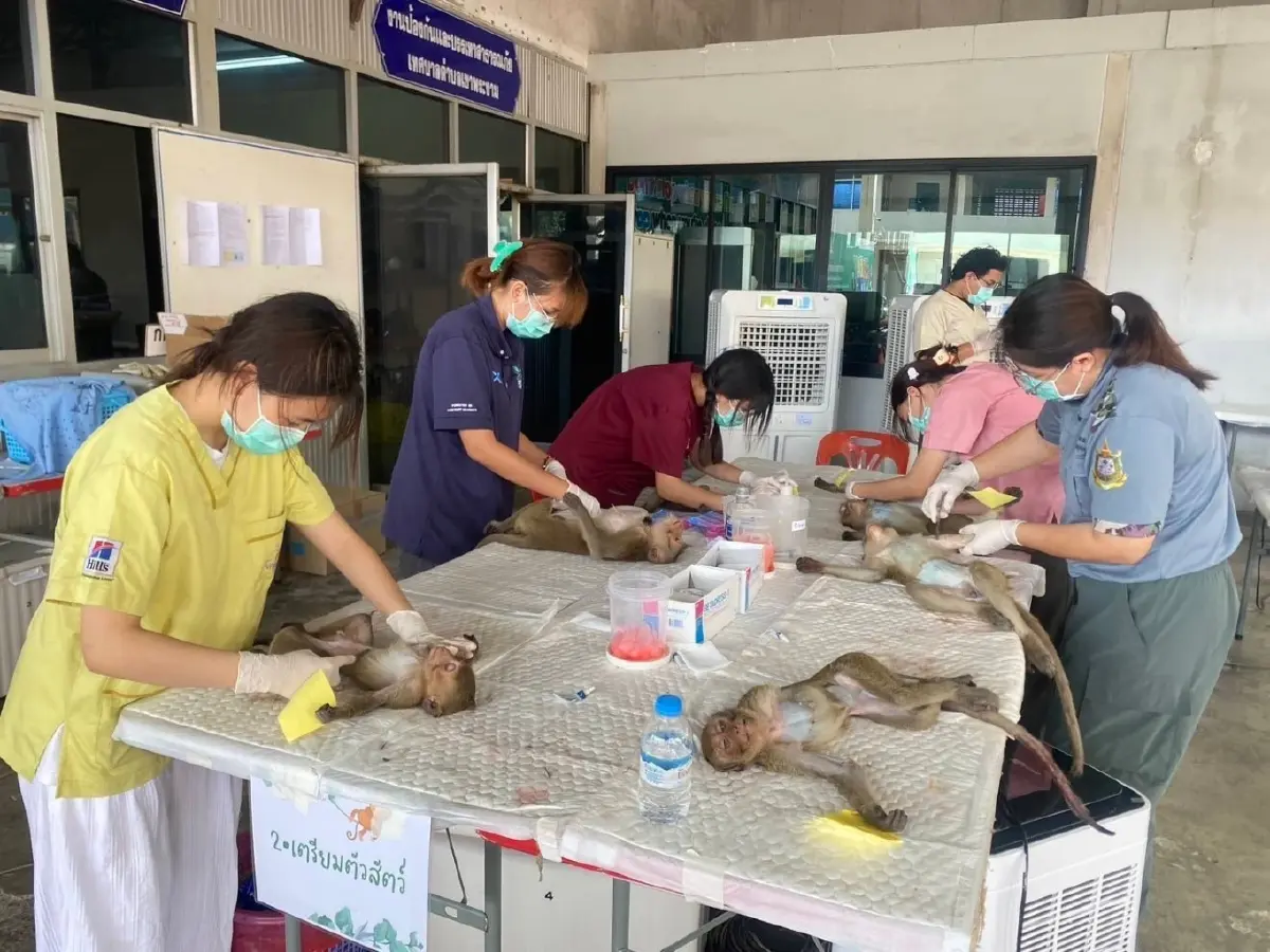 \'กรมอุทยานฯ\' ชูโมเดลแก้ปัญหาวิกฤติลิงสำเร็จ พร้อมขยายผลทั่วประเทศ