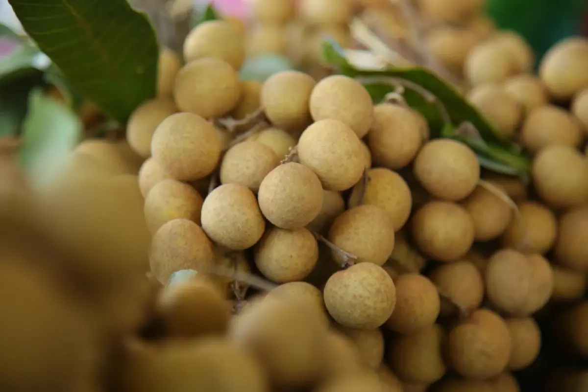 เกษตร เคาะ พันล้าน จ่ายชาวสวนลำไยไร่ละ 1,400 แก้ปัญหาราคาตก