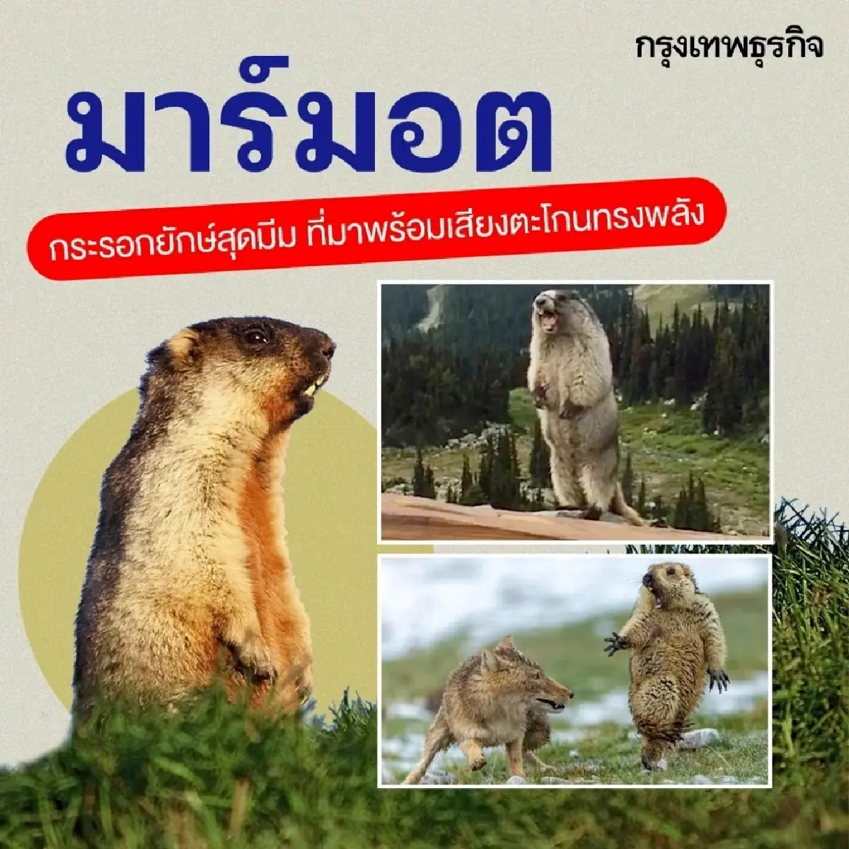 ทำความรู้จัก 10 สัตว์โลกสุดมีม ที่ชาวโซเชียลหลงรัก