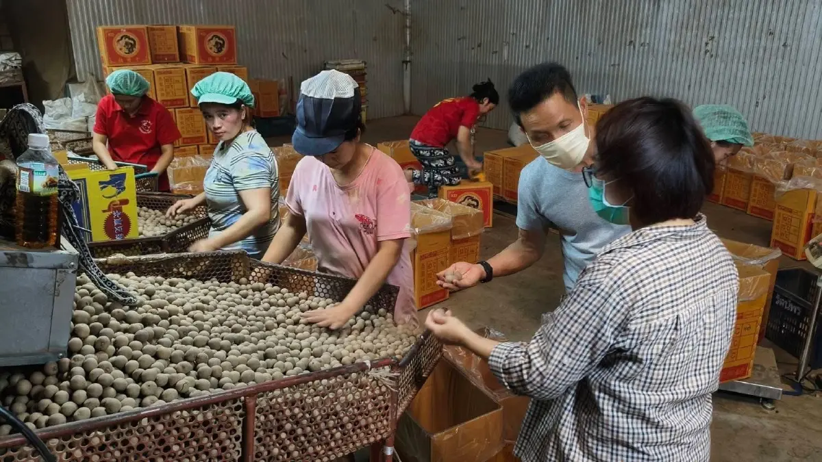 “พาณิชย์”ดันโรงอบ-จุดร่อน เดินหน้าเปิดจุดรับซื้อลำไย พื้นที่เชียงใหม่ ลำพูน เชียงราย