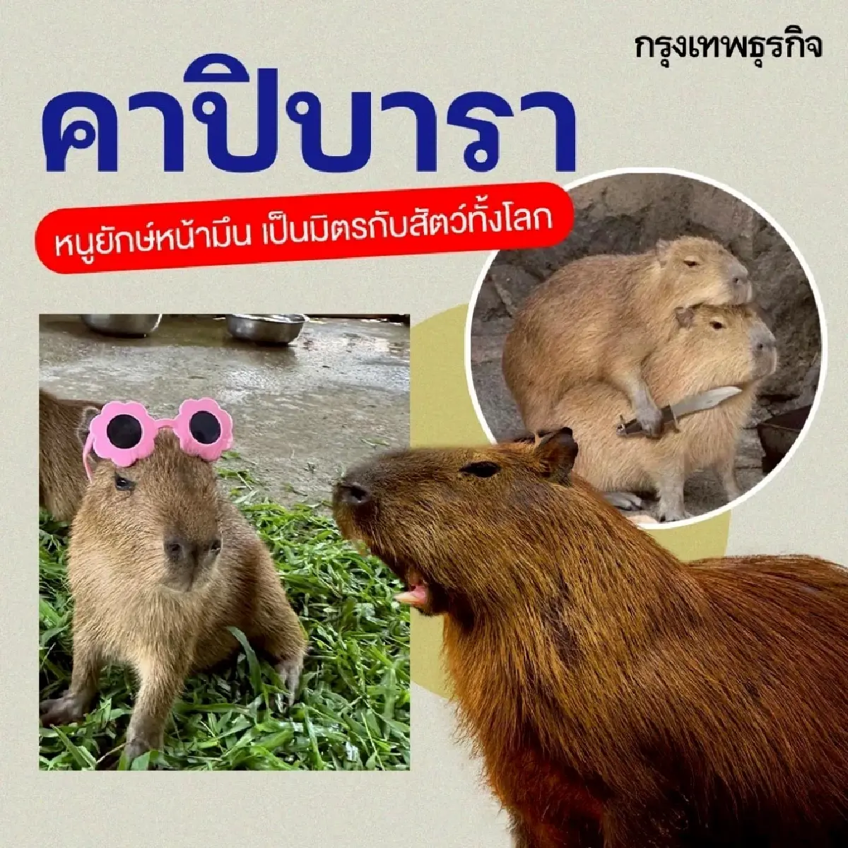 ทำความรู้จัก 10 สัตว์โลกสุดมีม ที่ชาวโซเชียลหลงรัก