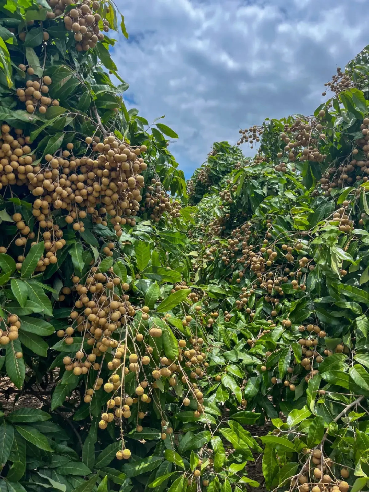 สศก.เผย ลำไยภาคเหนือ 8 จังหวัด ผลผลิตปีนี้เพิ่มขึ้น 12%