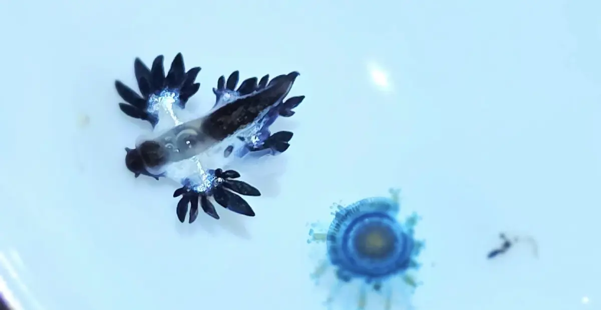 สวยสังหาร มังกรทะเลสีน้ำเงิน Blue Dragon บุกหาดกะรน พิษร้ายถึงตาย