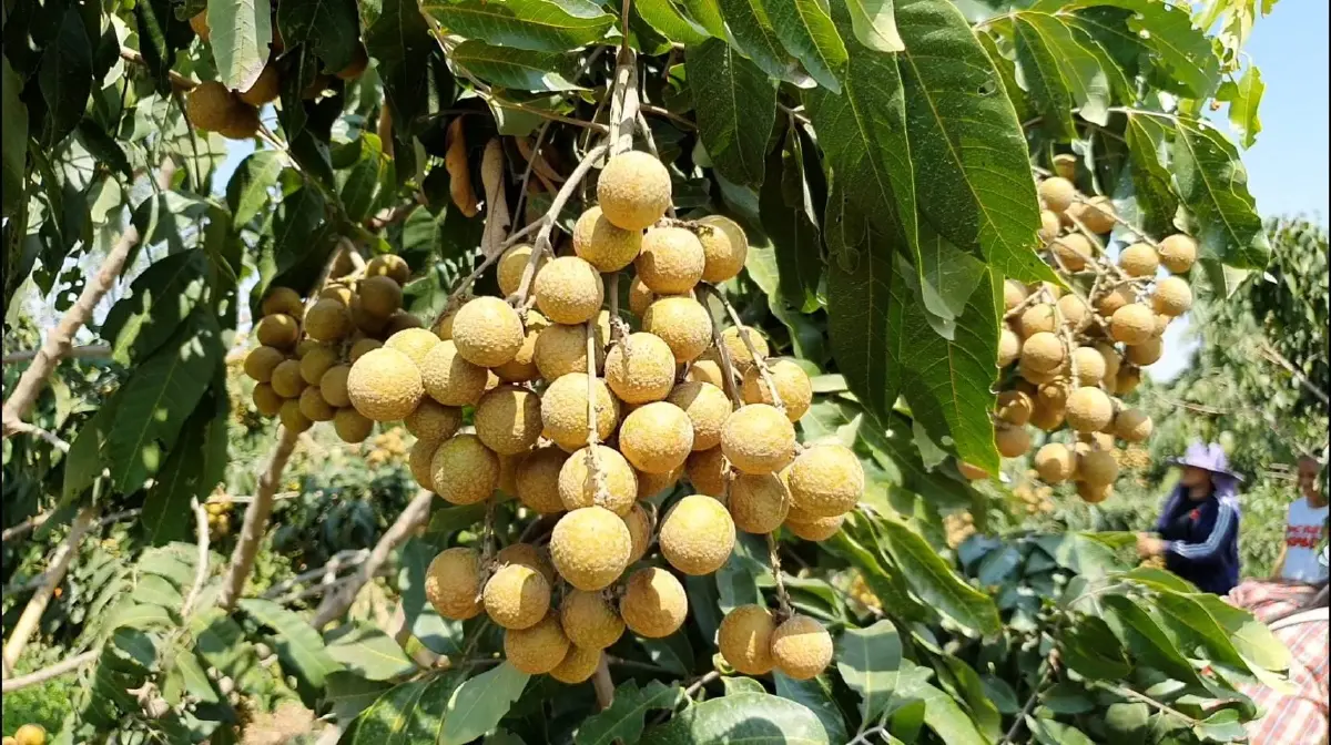 ลำไยล้นตลาด 2568 เกษตรกรเตรียมรับมือ ราคาตกต่ำ หรือ พารวย?