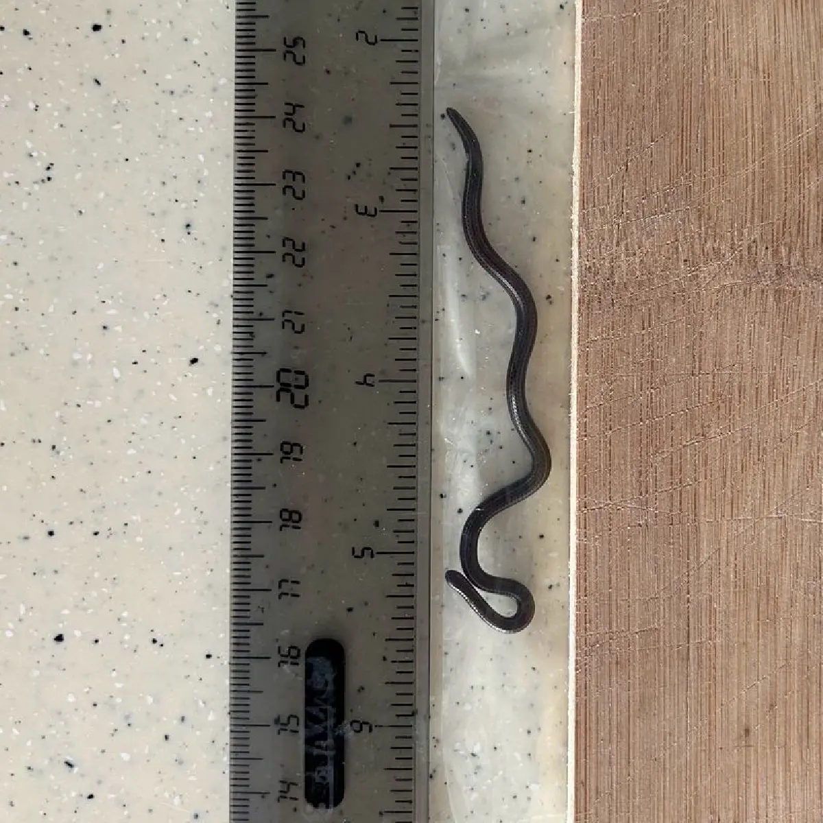 “งูเส้นด้ายบาร์เบโดส” งูสายพันธุ์ที่เล็กที่สุดในโลก