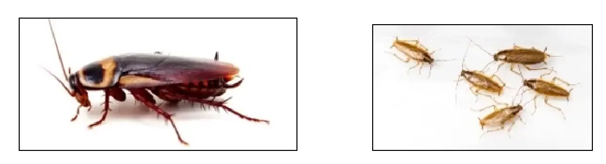 แพทย์ศิริราช อัปเดตงานวิจัย โรคภูมิแพ้แมลงสาบในประเทศไทย