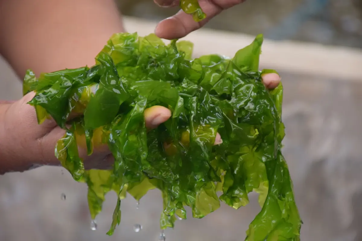 แพ็กเกจจิงรักษ์โลก จากสาหร่ายผักกาดทะเล  อีกช่องทางรายได้เกษตรกร