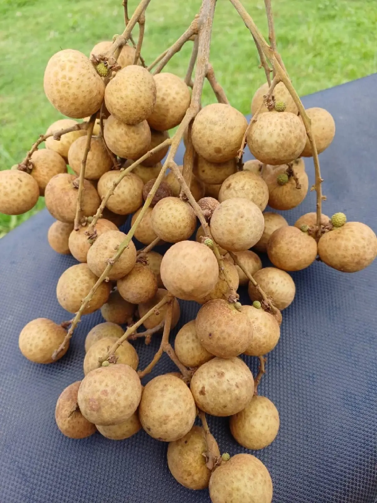 เกษตร เคาะ พันล้าน จ่ายชาวสวนลำไยไร่ละ 1,400 แก้ปัญหาราคาตก