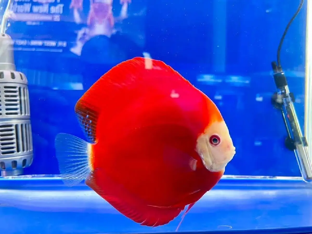 กรมประมง ดันส่งออกปลากัดไทย เป้าผู้นำการผลิตและการค้าปลาสวยงาม